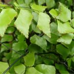 Por que as plantas são verdes? A ciência explica