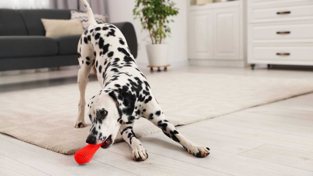 Por que cachorros comem objetos?