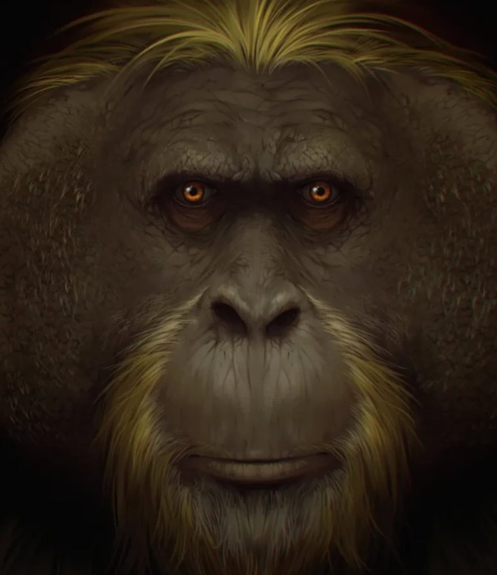 Por que o maior macaco da história foi extinto? Estudo