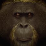 Por que o maior macaco da história foi extinto? Estudo