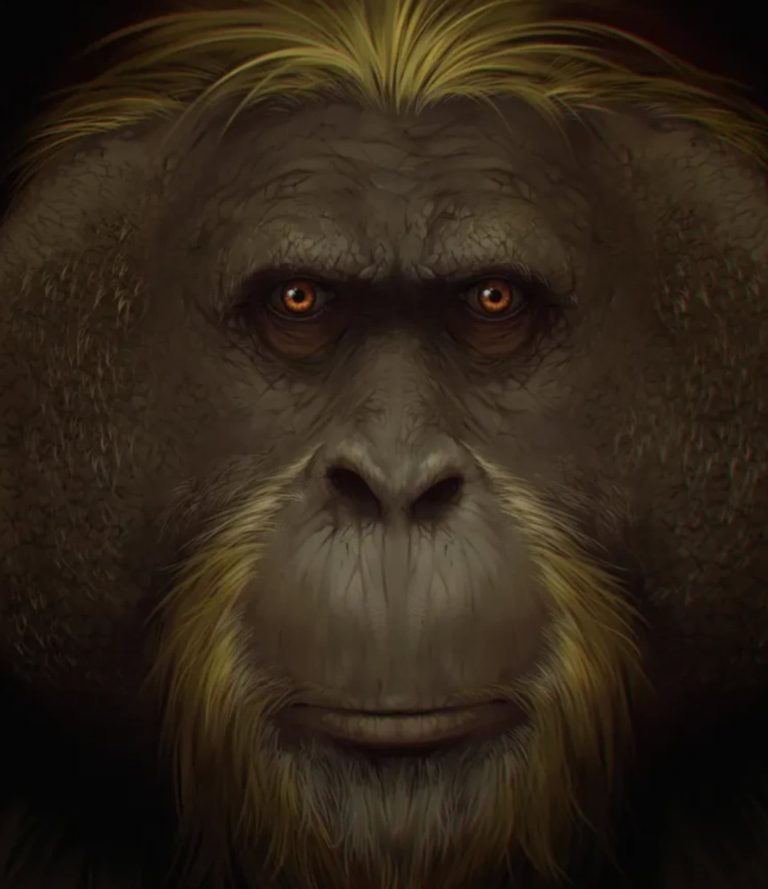 Por que o maior macaco da história foi extinto? Estudo