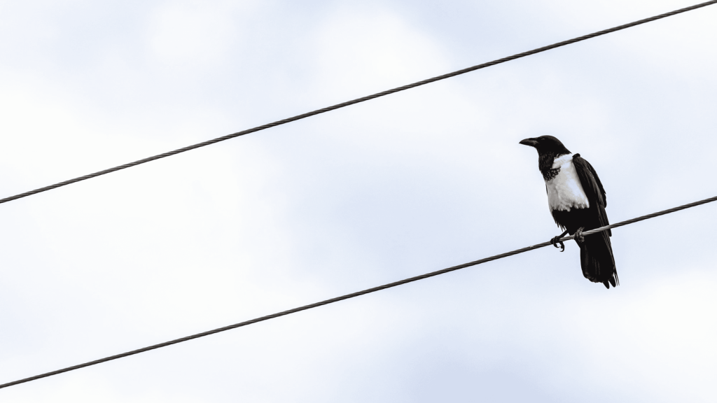 Por que pássaros não tomam choque em fios elétricos?