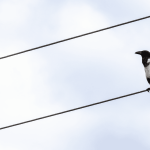 Por que pássaros não tomam choque em fios elétricos?