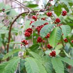 Praga ameça o café no Brasil – entenda as consequências