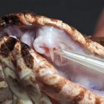 Presa extra faz cobra da morte rara produzir mais veneno