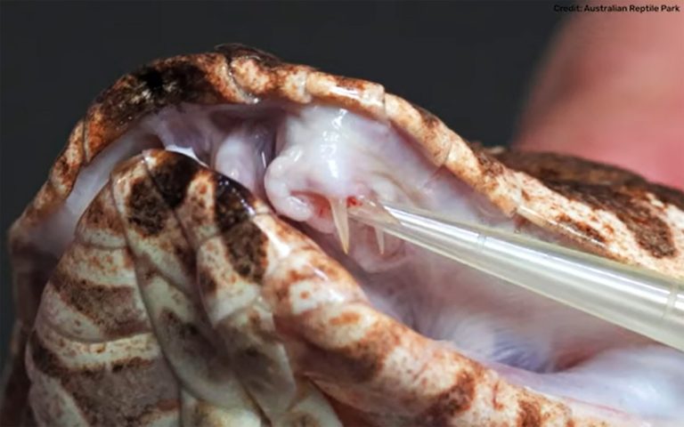 Presa extra faz cobra da morte rara produzir mais veneno