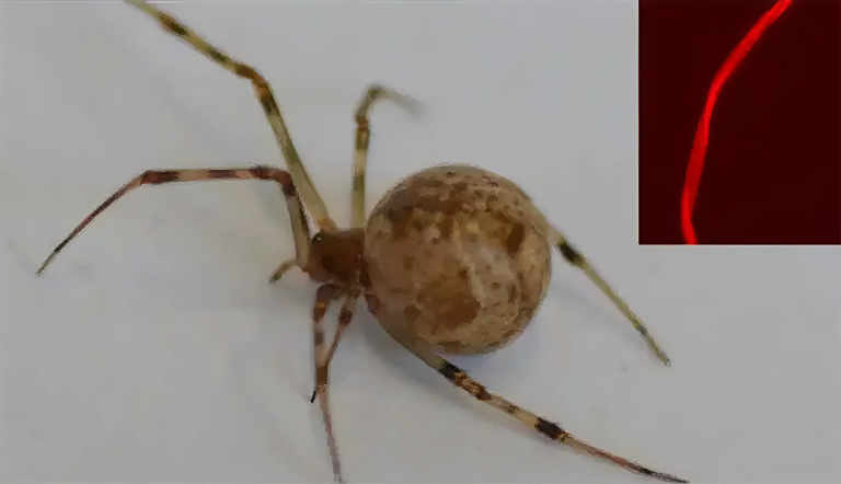 Primeira aranha geneticamente modificada do mundo produz seda fluorescente