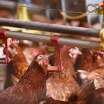 Quatro nações reduzem restrição direcionada à importação de frangos do