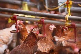 Quatro nações reduzem restrição direcionada à importação de frangos do