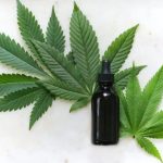 Regulamentação para uso medicinal da cannabis deve ser publicada nesta