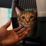 STJ autoriza companhias aéreas a vetar animais de suporte emocional