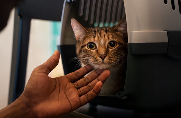STJ autoriza companhias aéreas a vetar animais de suporte emocional