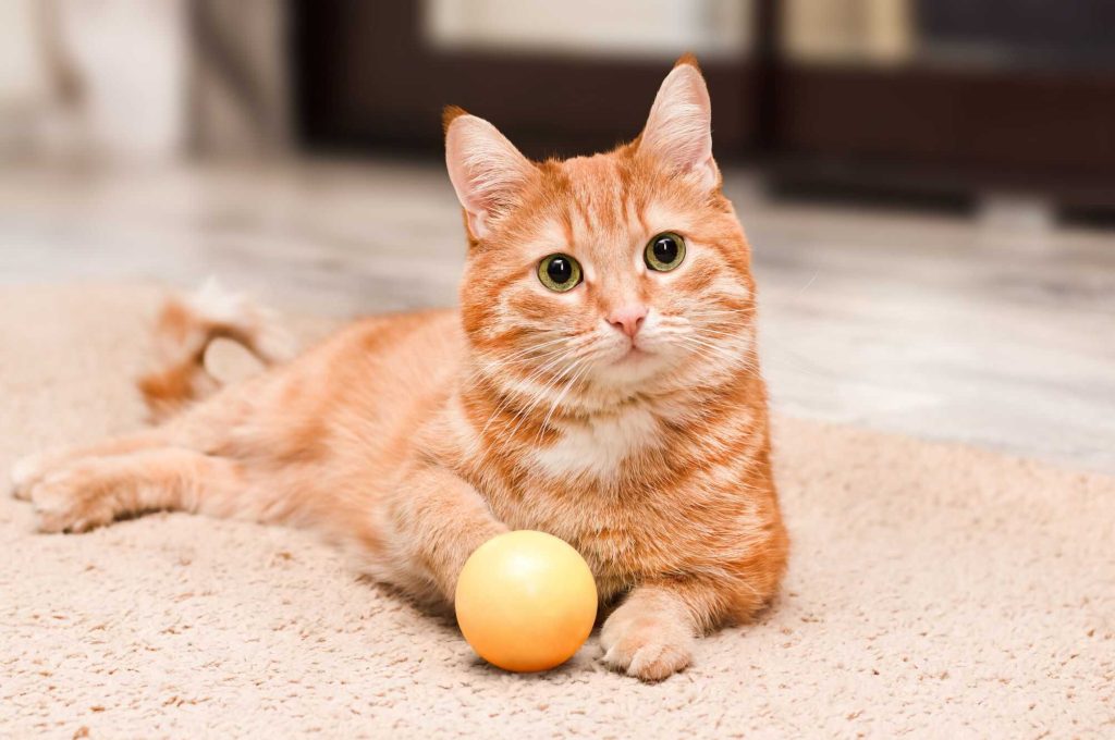 Segredo genético dos gatos laranjas revelado