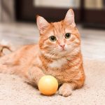 Segredo genético dos gatos laranjas revelado