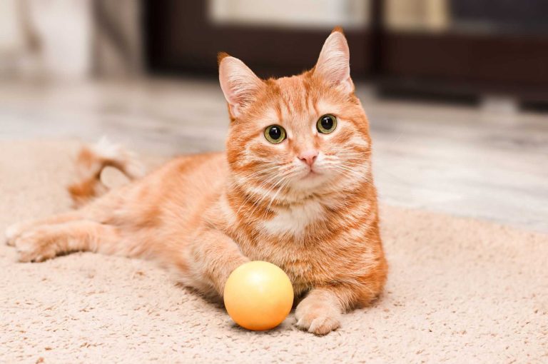 Segredo genético dos gatos laranjas revelado