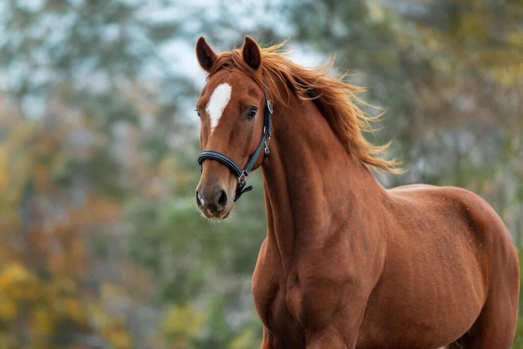 Segredo para curar doenças genéticas pode estar nos… cavalos!
