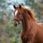 Segredo para curar doenças genéticas pode estar nos… cavalos!