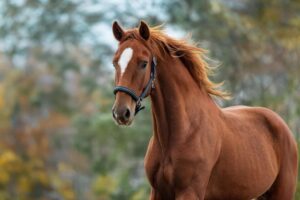 Segredo para curar doenças genéticas pode estar nos… cavalos!