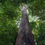 Senado aprova novas regras de licenciamento ambiental e reacende debate