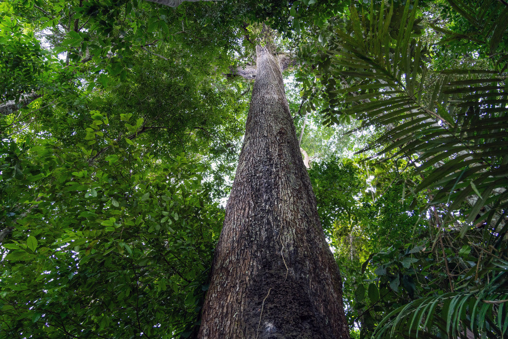 Senado aprova novas regras de licenciamento ambiental e reacende debate
