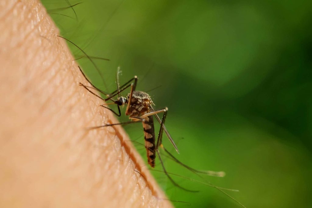 Solução promissora poderia conter avanço do Aedes aegypti