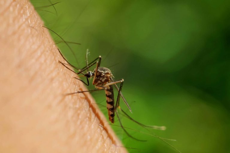 Solução promissora poderia conter avanço do Aedes aegypti