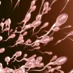 Startup promove a primeira corrida de espermatozoides do mundo