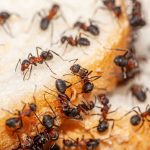 Tráfico de formigas revela nova face do comércio ilegal de