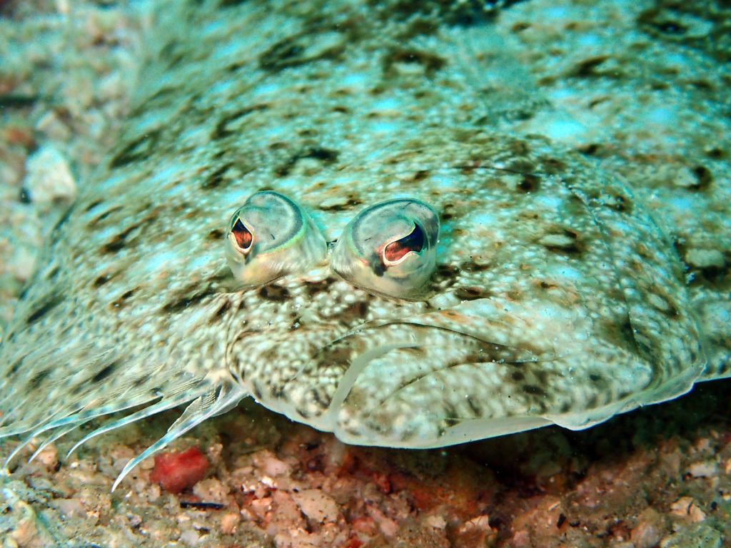 Um peixe comum na sua dieta tem um dom: um