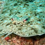 Um peixe comum na sua dieta tem um dom: um