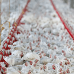 União Europeia também suspende compra de frango brasileiro após foco