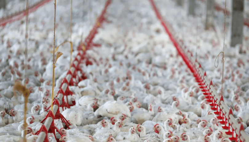 União Europeia também suspende compra de frango brasileiro após foco