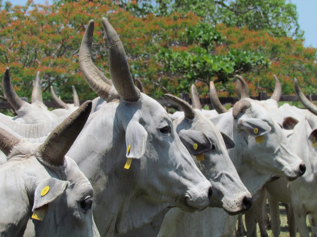 Vacas selvagens da Ilha Amsterdã: da adaptação ao extermínio