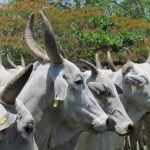 Vacas selvagens da Ilha Amsterdã: da adaptação ao extermínio