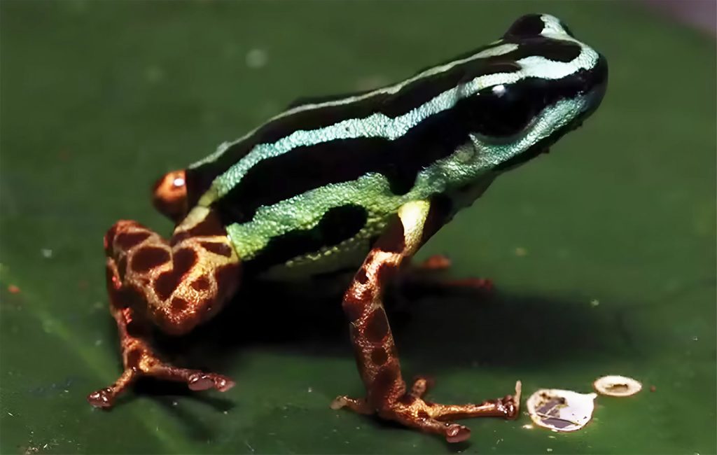 Venenoso, brilhante e monogâmico: conheça o novo sapo descoberto na