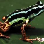 Venenoso, brilhante e monogâmico: conheça o novo sapo descoberto na
