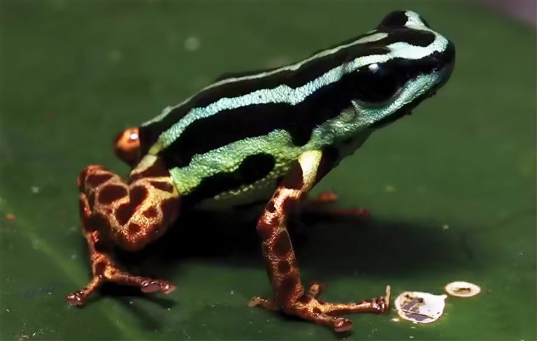 Venenoso, brilhante e monogâmico: conheça o novo sapo descoberto na