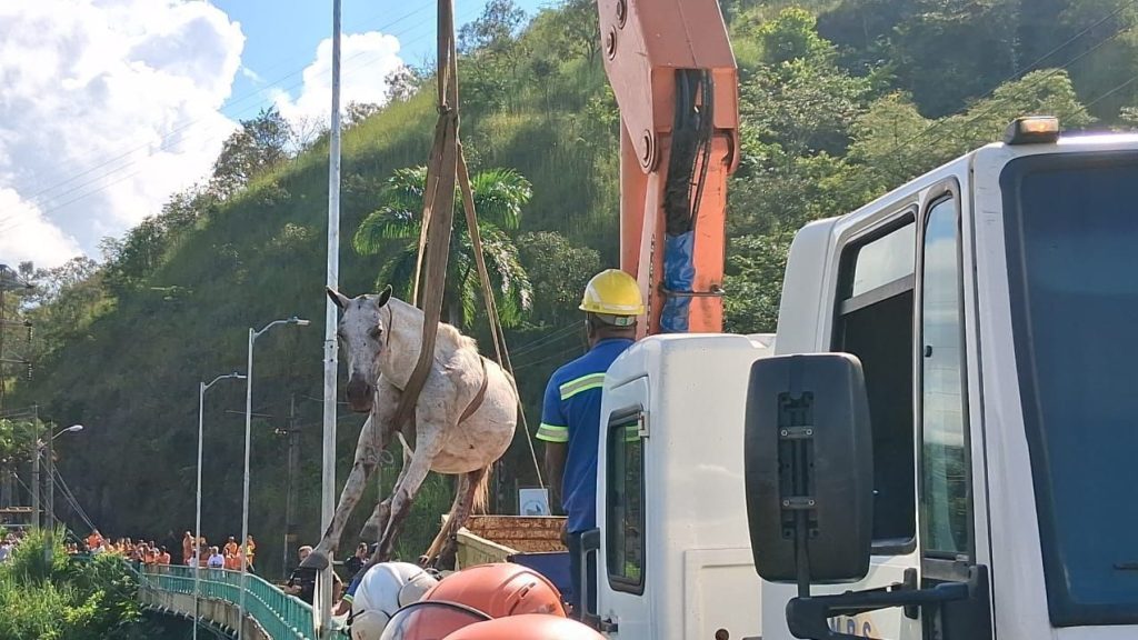 Vídeo: cavalos são resgatados após ficarem presos em trilho de
