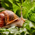 Vídeo mostra caracol botando ovo pelo pescoço – assista