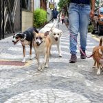 domesticos