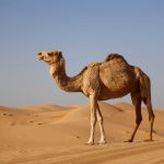 10 adaptações dos animais para sobreviver no deserto