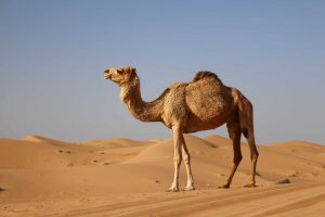 10 adaptações dos animais para sobreviver no deserto