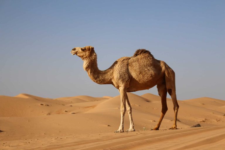 10 adaptações dos animais para sobreviver no deserto