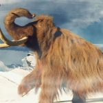 10 raças extintas de animais que poderiam voltar à vida