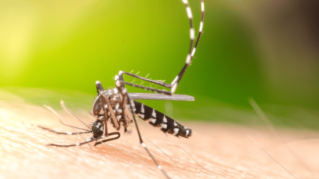 7 dicas da ciência para afastar mosquitos, incluindo o Aedes