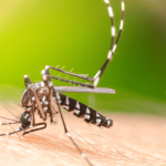 7 dicas da ciência para afastar mosquitos, incluindo o Aedes