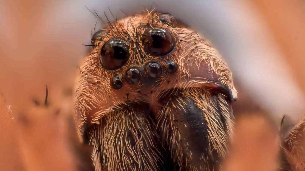 A maior aranha do mundo tem quase o tamanho de