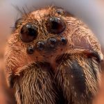 A maior aranha do mundo tem quase o tamanho de
