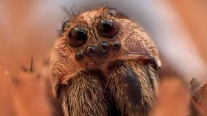 A maior aranha do mundo tem quase o tamanho de
