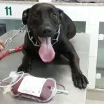 Alerj aprova incentivo de doação de sangue de cães e